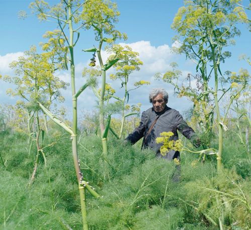 Proiezione Le Formiche di Mida
